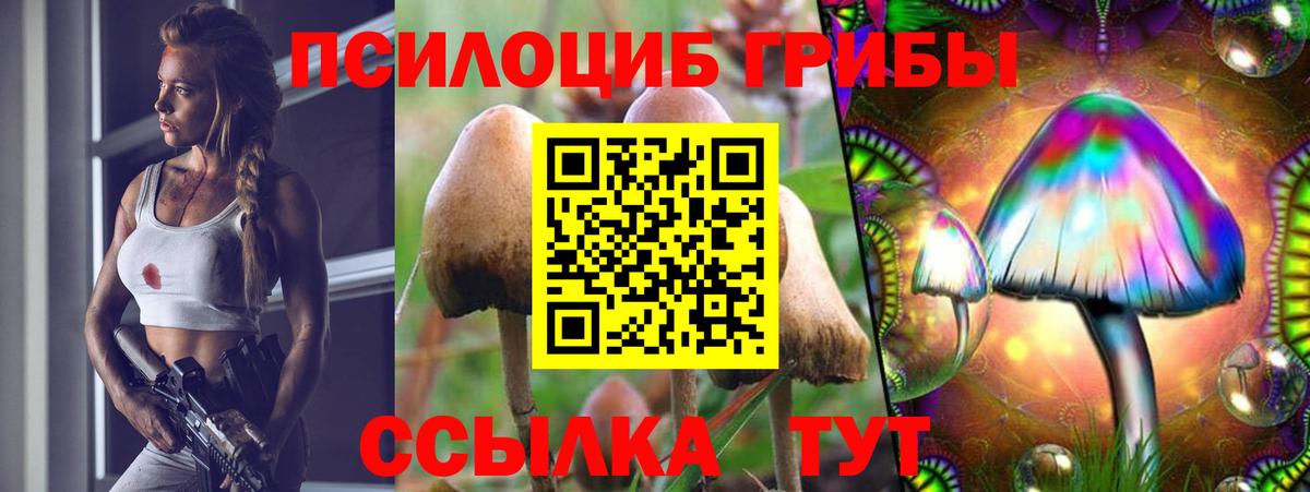 Сокол  Псилоцибиновые грибы Psilocybine cubensis  Вход с VPN  Псилоцибиновые грибы Psilocybine cubensis 